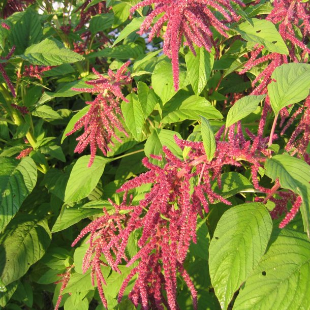 Amarant, Rvehale- <br>'Red Tails' <br><i>Amaranthus caudatus</i>