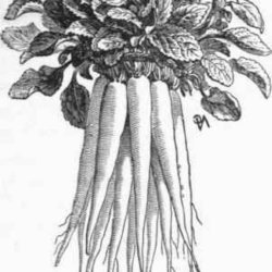 Rapunselklokke <br><i>Campanula rapunculus</i><br><br>