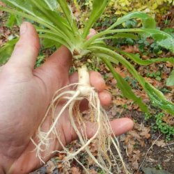 Rapunselklokke <br><i>Campanula rapunculus</i><br><br>