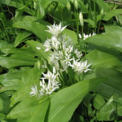 Ramslg <br><i>Allium ursinum </i><br><br>