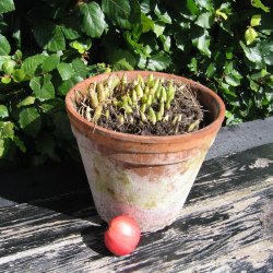 Ramslg <br><i>Allium ursinum </i><br><br>