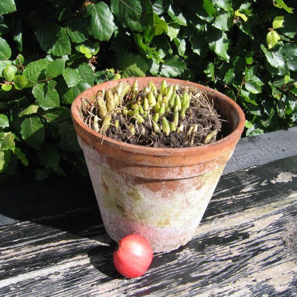 Ramslg <br><i>Allium ursinum </i><br><br>