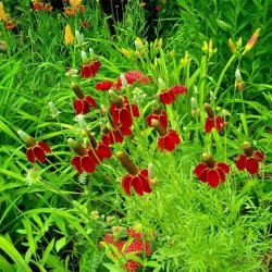 Mexikansk Hat <br>'Red Midget' <br><i>Ratibida columnifera var. pulcherrima</i>