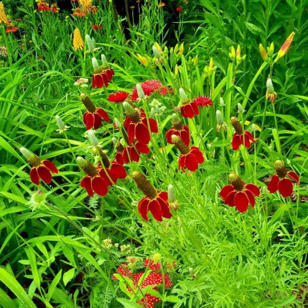 Mexikansk Hat <br>'Red Midget' <br><i>Ratibida columnifera var. pulcherrima</i>