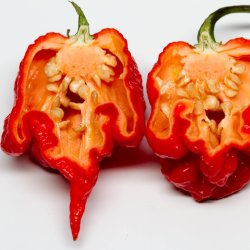 Chili <br>'Carolina Reaper' <br><i>Capsicum chinense</i>