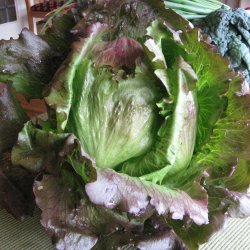 Salat <br>'Red Iceberg'<br><i>Lactuca sativa <br>var. capitata crispum</i>