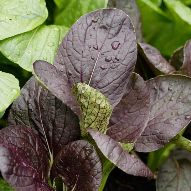 Komatsuna 'Comred' F1 <br><i>Brassica rapa supsb. perviridis</i>