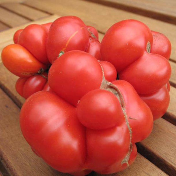 Tomat <br>'Reisetomate' <br><i>Lycopersicon esculentum</i>