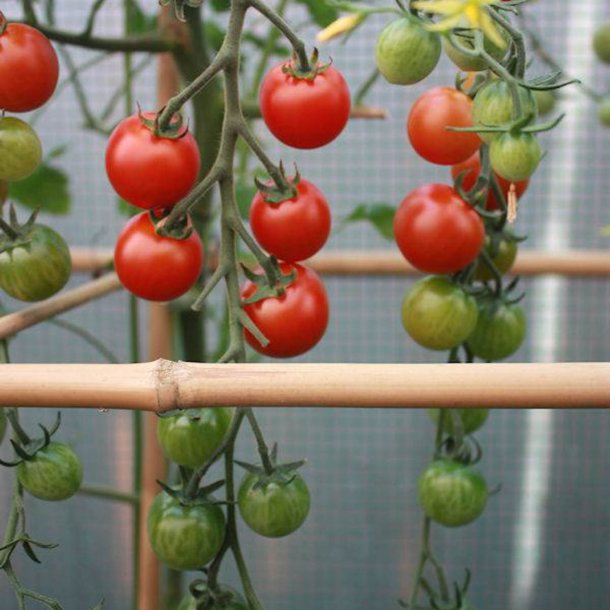 Tomat <br>'Dansk Export' <br><i>Lycopersicon esculentum</i>