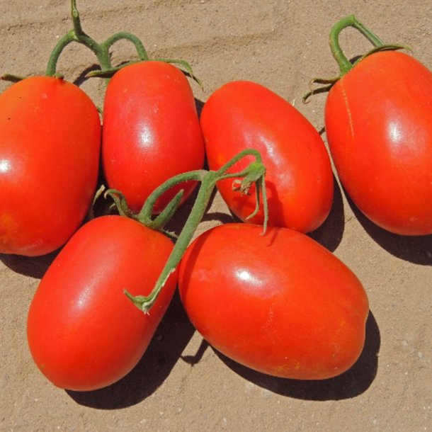Tomat <br>'Rio Grande' <br><i>Lycopersicon esculentum</i>