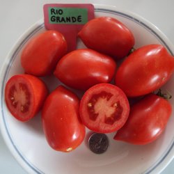 Tomat <br>'Rio Grande' <br><i>Lycopersicon esculentum</i>