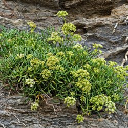 Fennikel, Strand-, <br>rock samphire, paccasassi <br><i>Crithmum maritimum </i>