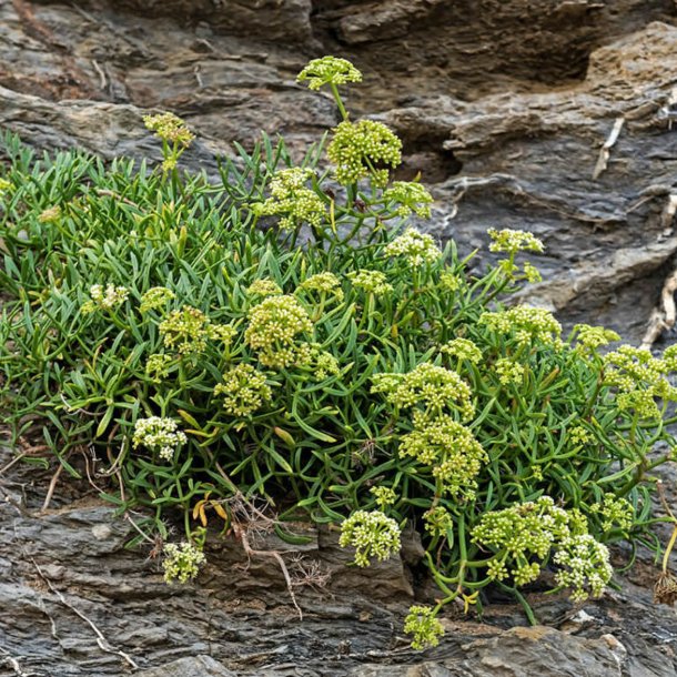 Fennikel, Strand-, <br>rock samphire, paccasassi <br><i>Crithmum maritimum </i>