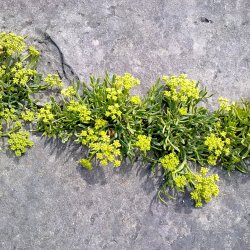 Fennikel, Strand-, <br>rock samphire, paccasassi <br><i>Crithmum maritimum </i>