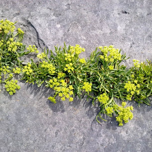 Fennikel, Strand-, <br>rock samphire, paccasassi <br><i>Crithmum maritimum </i>