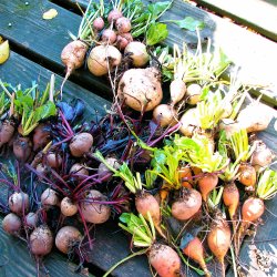 Rdbede <br>'Mix' - Storkb<br><i>Beta vulgaris</i>