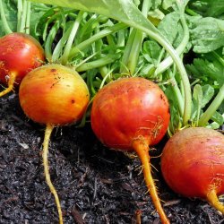 Rdbede<br>'Orange Golden'<br><i>Beta vulgaris</i>