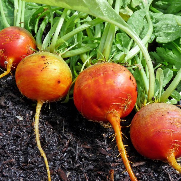 Rdbede<br>'Orange Golden'<br><i>Beta vulgaris</i>