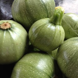 Courgette, squash, zucchini<br>"Tondo Chiaro di Nizza" <br><i>Cucurbita pepo</i>