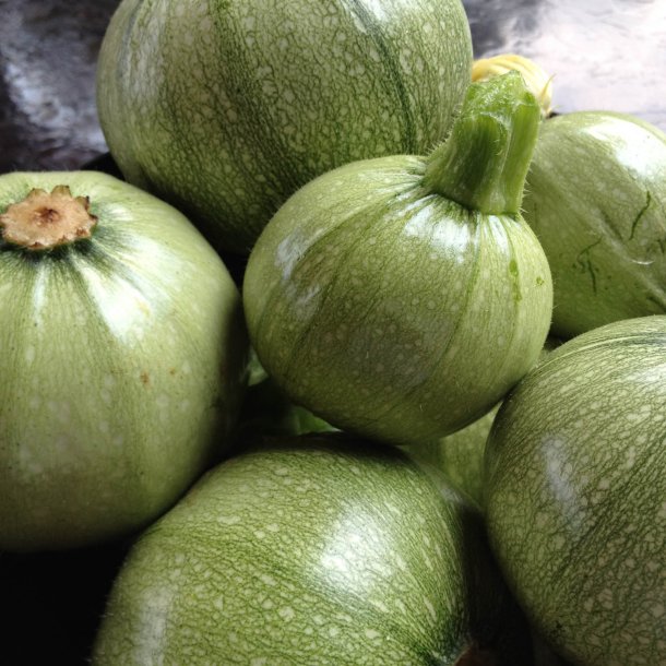 Courgette, squash, zucchini<br>"Tondo Chiaro di Nizza" <br><i>Cucurbita pepo</i>