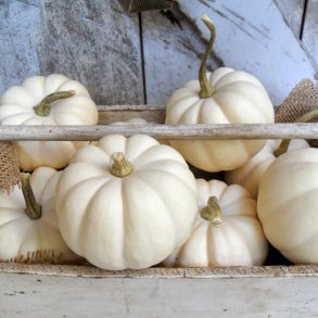 Grskar <br>'Baby Boo' <br><i>Cucurbita pepo</i>