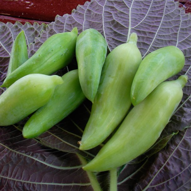 Caihua, <br>Achocha <br><i>Cyclanthera pedata</i>