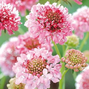 Enkeblomst <br>'Salmon Queen' <br><i>Scabiosa atropurpurea</i>