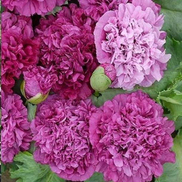 Valmue, Opiums- <br>'Purple Paeony' <br><i>Papaver somniferum</i>