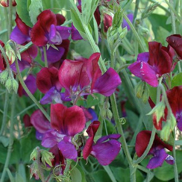 Lathyrus, rteblomst <br>'Matucana' <br><i>Lathyrus odoratus</i>