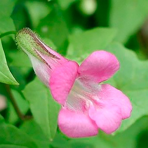 Asarina, Klatre- 'Mix' <br><i>Asarina scandens/ Lophospermum s./Maurandya s.</i>