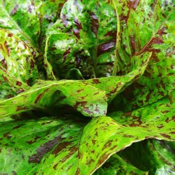 Salat, Romaine- <br>'Forellenschluss'<br><i>Lactuca sativa L. <br>var. longifolia</i>