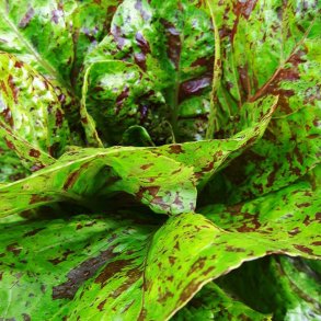 Salat, Romaine- <br>'Forellenschluss'<br><i>Lactuca sativa L. <br>var. longifolia</i>