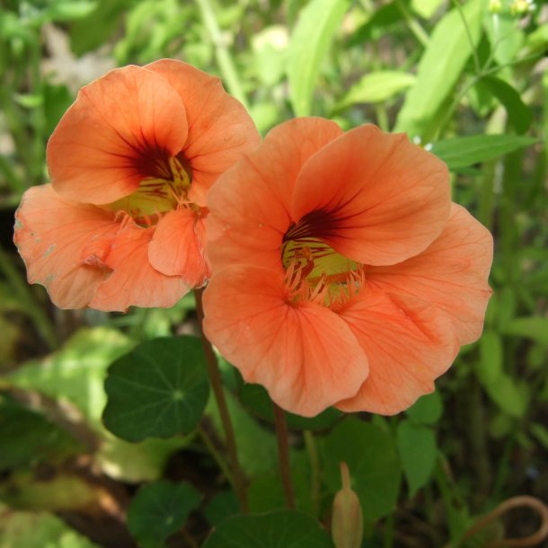 Tallerkensmkker <br>'Salmon Baby'<br><i>Tropaeolum majus</i>
