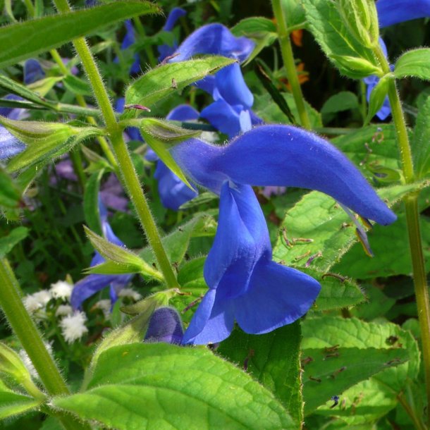 Salvie, Pryd- <br>'Blue Angel' <br><i>Salvia patens</i>