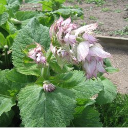 Salvie, <br>Muskatel- <br><i>Salvia sclarea</i>