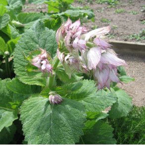 Salvie, <br>Muskatel- <br><i>Salvia sclarea</i>