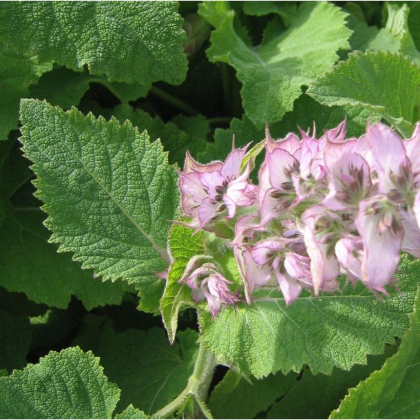 Salvie, <br>Muskatel- <br><i>Salvia sclarea</i>
