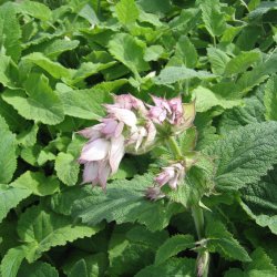 Salvie, <br>Muskatel- <br><i>Salvia sclarea</i>