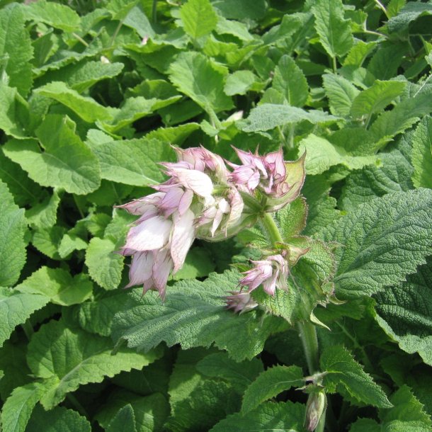 Salvie, <br>Muskatel- <br><i>Salvia sclarea</i>