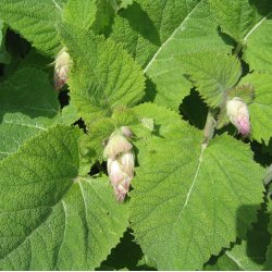 Salvie, <br>Muskatel- <br><i>Salvia sclarea</i>