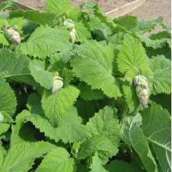 Salvie, <br>Muskatel- <br><i>Salvia sclarea</i>