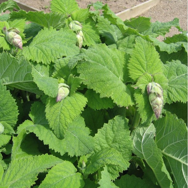 Salvie, <br>Muskatel- <br><i>Salvia sclarea</i>