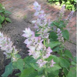 Salvie, <br>Muskatel- <br><i>Salvia sclarea</i>