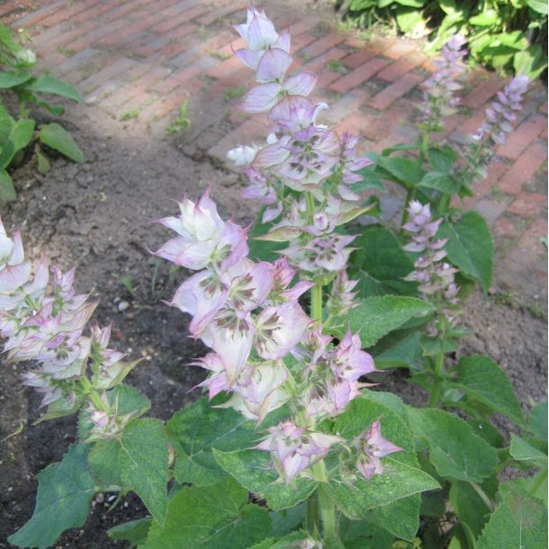 Salvie, <br>Muskatel- <br><i>Salvia sclarea</i>