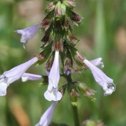 Salvie, Lyre- <br>'Purple Volcano' <br><i>Salvia lyrata</i>