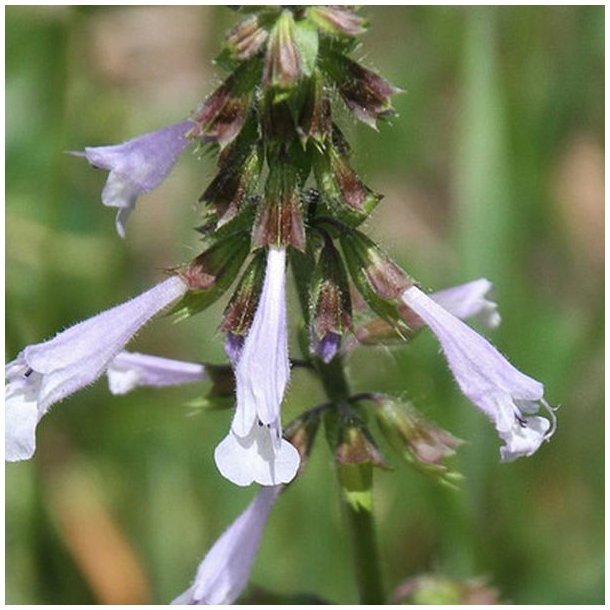 Salvie, Lyre- <br>'Purple Volcano' <br><i>Salvia lyrata</i>