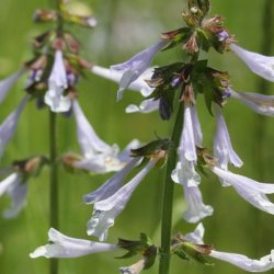 Salvie, Lyre- <br>'Purple Volcano' <br><i>Salvia lyrata</i>