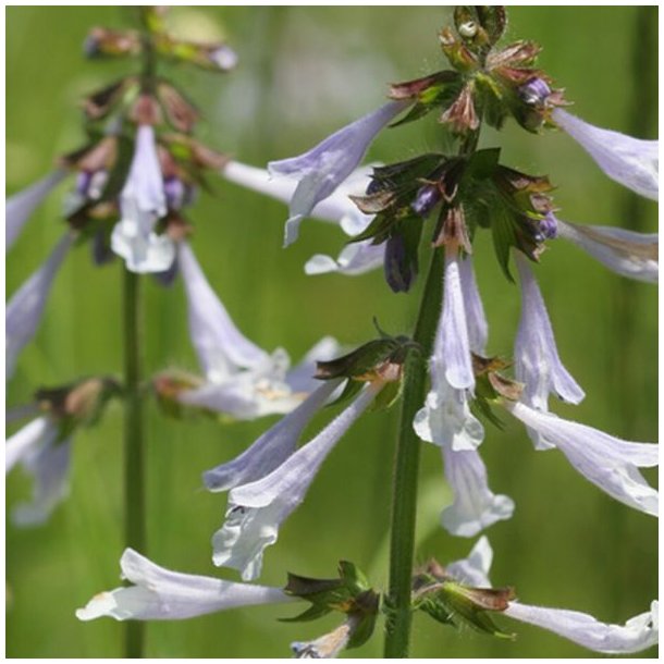 Salvie, Lyre- <br>'Purple Volcano' <br><i>Salvia lyrata</i>