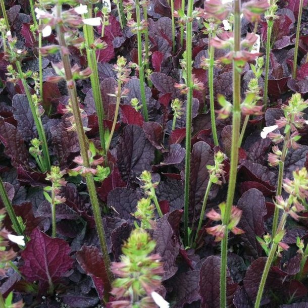 Salvie, Lyre- <br>'Purple Volcano' <br><i>Salvia lyrata</i>