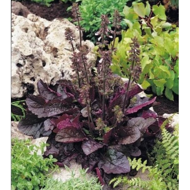 Salvie, Lyre- <br>'Purple Volcano' <br><i>Salvia lyrata</i>